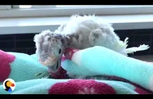 Uratowana papuga żegna się z ptasim przyjacielem