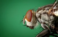 Mózg muchy to niezwykle szybki komputer
