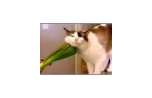 Otto i Egon uwielbiają warzywa