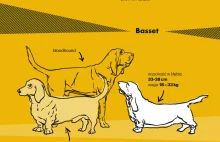 Najbardziej zmodyfikowane rasy psów. Gdzie jest granica głupoty? [infografika]