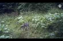 Wilki w Beskidzie Żywieckim 2016 - Wolves in Western Carpathians 2016