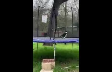 Kot utknął na trampolinie