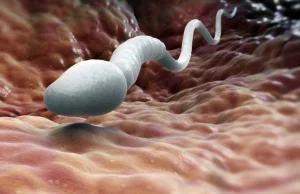 Sperma uznawana jest za środek na zmarszczki i antydepresant.