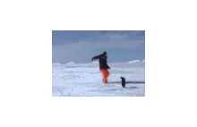 Zatrważający atak pingwina.
