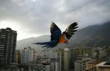In Caracas instead of sparrows and pigeons - macaws