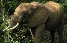 Trump zawiesza pozwolenie na import trofeów z upolowanych słoni