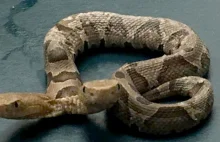 Niezmiernie rzadki dwugłowy wąż znaleziony w USA