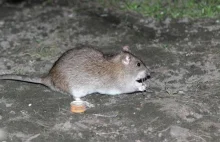 Plaga szczurów atakuje miasto