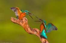 Piękne i kolorowe gatunki ptaków, które gniazdują w Polsce.
