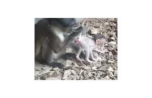 Małpie wygłupy