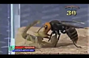 Walki stawonogów - szerszeń vs. skorpion