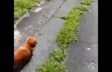 Niesamowita reakcja psa na omdlenie właściciela