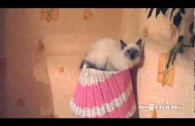 Kot w lampie - boki zrywać :) WYKOT <VIDEO>