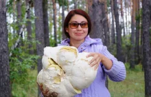 Na Syberii znaleziono gigantyczną purchawkę