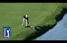 Golfista przegania aligatora z pola golfowego