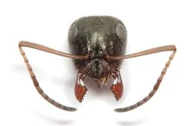 Jeszcze o mrówach. Stań oko w oko z polskimi mrówkami :)