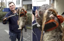 Gigantyczny szczur znaleziony w Londynie