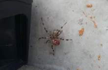 Co to za pająk?