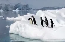 Fail compilation w wykonaniu pingwinów
