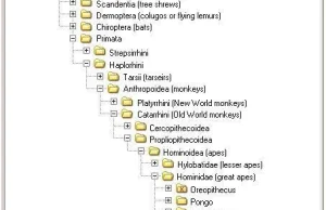 Systematyka Homo sapiens sapiens przedstawiona w nietypowy sposób.