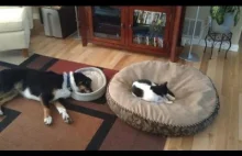 Koty zabierająca łóżka psom