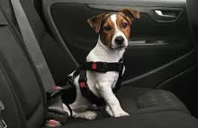 Jak podróżować samochodem z psem