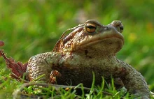 Ropuchy też czekają na wiosnę