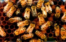Wirus przechodzi z roślin na pszczoły