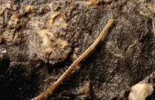 "Piekielna stonoga" - w chorwackich jaskiniach odkryto nowy gatunek skolopendry