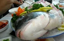Zjedz rybke. Egzotyczne zwyczaje czy bestialstwo?
