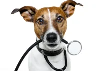 Wiedzieliście, że psy potrafią wyczuwać choroby?