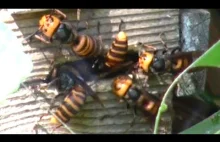 Olbrzymie szerszenie atakują pszczeli rój!