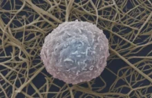 Białe krwinki otrzymane z komórek skóry moga pomóc w zwalczaniu raka