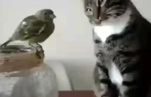Ptaszek i kot