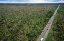 "To największa katastrofa w dziejach Lasów Państwowych". Leśnicy szacują straty