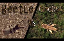 Beetle vs Cricket | RAP BATTLE
