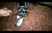 wypakownie i pierwsze karmienie afrykańskiego chrząszcza drapieżnego