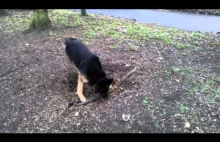 Pies próbuje podnieść... korzeń?