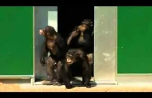 Szympansy wychodzą na światło dzienne.