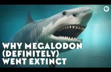Dlaczego megalodon nie mógłby dzisiaj istnieć