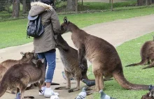 Poznaj Australię. 160 ciekawostek.