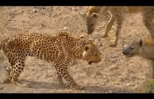 stary samiec leoparda, trafia na grupę hien