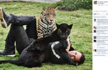 Black Jaguar – White Tiger, czyli koci biznes. | animalus