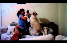 Pies broni dziecko przed bijącą go mamą