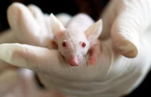 Naukowcy przywrócili wzrok ślepym myszom przy pomocy terapii genowej