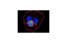 Wątroba może niszczyć limfocyty T