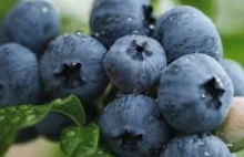 Czym grozi jedzenie niemytych owoców leśnych?