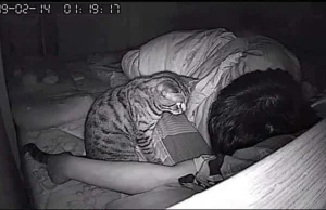Zostawił na noc włączoną kamerę, aby zobaczyć, co robi jego kot.