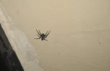 Dziwny pająk