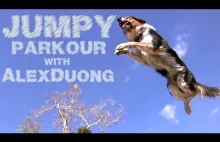 The Parkour Dog